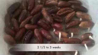 Date seed Germination