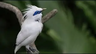 Amazing natural bird || wildlife, animals, birds, natural environment,  whatsapp nature status