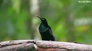 Magnificent Riflebird