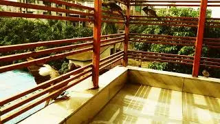 Feeding Birds Lunch on the Balcony | Rice & Fish for Crows, Mynas, Sparrows & More