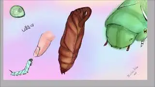 Drawing Ulla, My Moth! Speedpaint