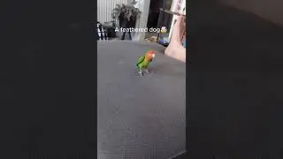 Smart dogs are cute and funny 2021#shorts