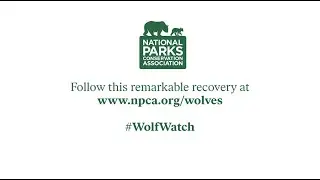 The Wolves' Call: A Remarkable Recovery