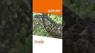 #staycurious #STEM #STEAM #exploration #shorts #kidsscience #sloths #slothday #animals #wildlife