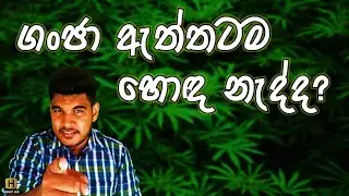 ගංජා | What is Marjuana | Insight Hub