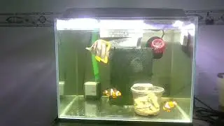 Spoon fed Copperband butterfly fish pellet food