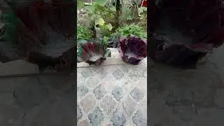 Кашпо на могилку.  #realtravel #recommended #кашпосвоимируками #поделкасвоимируками
