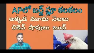 ఏపీలో బర్డ్ ఫ్లూ కలకలం l Bird flu outbreak in AP l Bird flu in AP. 2024 l @New update Balu