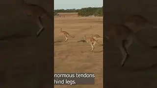 Jumping Kangaroo #beautifulaustralia71 #explore #cute #love #kangaroo #shorts #viral