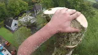 Dismantle of Dead Ash Tree with MEWP RAW