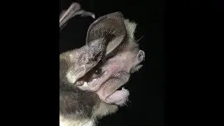 Otomops martiensseni