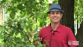 Le Jardinier branch&eacute; : bleuets et framboises sur votre terrasse