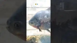 original 🐠 fish 🐟 in lakhnow