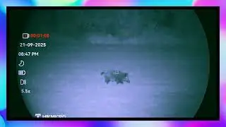 Dziki widziane przez Habrok HQ35