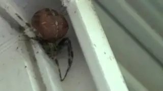 Big Fat Spider
