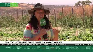 Plantas medicinais como parte da agrofloresta
