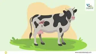 पशुओं में घाव जल्दी भरने के लिए असली टॉपिक्योर एडवांस ™ का उपयोग करें