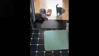 FunnyPetCompilation #1