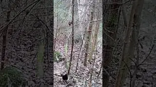 Mustr&auml;stas, Turdus merula, Common Blackbird - Eesti linnud