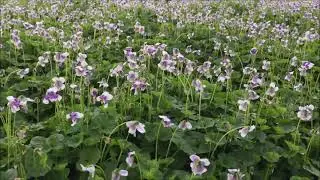 Trays of Native Violets - Viola hederacea (banksii)