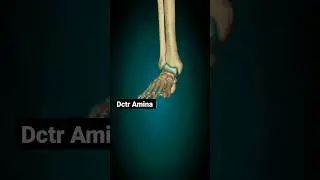 flextion and extension of foot joint