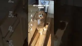 Top 5 Animals That Act Like Humans