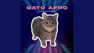Gato Afro