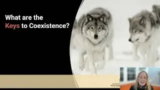 Wolves and Livestock: Best Practices for Minimizing Loss: Suzanne Asha Stone