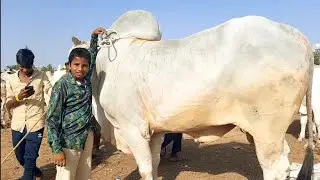 Bigsize Ongole Bulls prices in pebbair 2022 | oxen prices &lrm;@PURNA FARMS AGRICULTURE&nbsp;