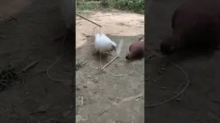 Amazing Skill - Really Unique pigeon Trap //The Most Unique Bird Trap Ever #shorts #trap