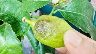 UK&rsquo;s eary winter damage on lemon plant, dropping mature fruits. 😢 সব বড় লেবু ঠান্ডায় ঝরে পরছে 😞।