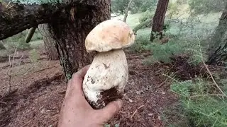 Boletus edulis & Boletus pinicola 2024