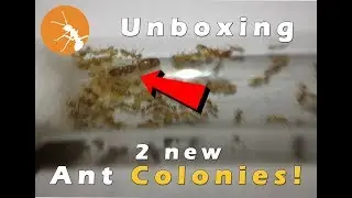 Unboxing 2 New Ant Colonies! | AntHub PH