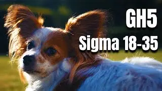4K GH5 Footage &ndash; Panasonic GH5 Sigma 18-35 (Amazing Bokeh)