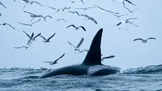 Orca Channel, эпизод 7 &mdash; Мы остались на ужин