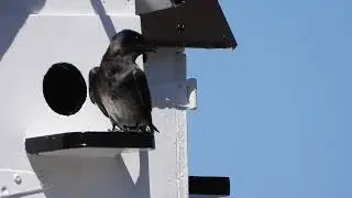 Hirondelle noire - Progne subis - Purple Martin