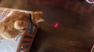 Cat Laser Toy, Long Range 7 Modes Amazon- Unboxing/Review