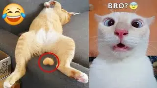 Cat In Fever 🤒 Funny Moments Of Cats 🐈 