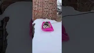Built-in tumble feature activated! What a silly and cute dog!#doglover #viralshort #cute #animals