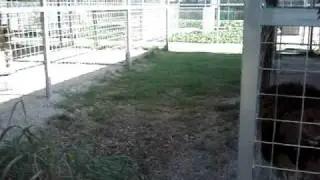 GW Exotic Animal Park