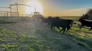Breeding Season Ends: Separating the Bulls from the Herd at Pride Ranch
