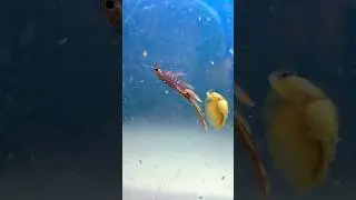 Clam shrimp attack