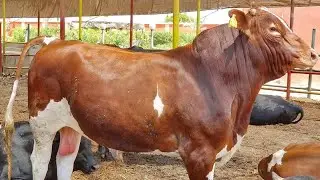 تسمين العجول (انواع كسب فول الصويا ومعرفة طرق غشه)
