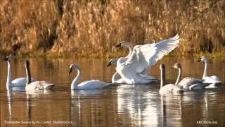 Trumpeter Swan Calls