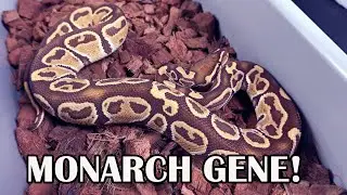 THE MONARCH GENE IN BALL PYTHONS