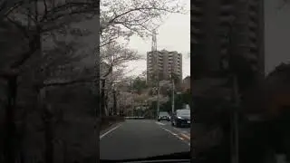 beautiful Sakura Michi in Wakabadai