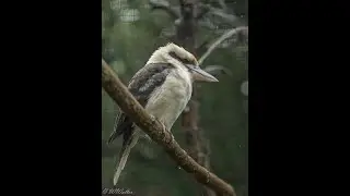 251-11-05 - Beauval - La Serre Tropicale des Oiseaux