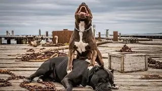 Real dogs footage shows conflict; awareness matters, never fighting, #shorts #viral #youtubeshorts 