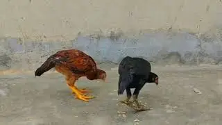 Amazing Growth Of 2 Aseel Chicks || Month by Month Day 1 to 365 Days || Development Of Aseel Chicks 