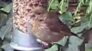 Baby Greenfinch on bird seed feeder ~ British Birds UK ~ wildlife videos
